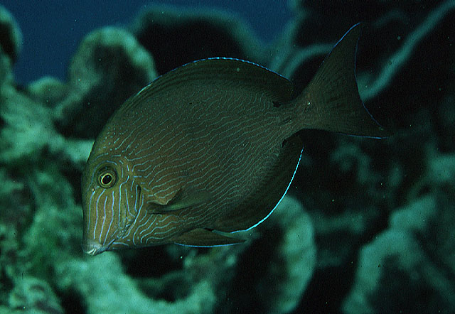 Acanthurus nigroris